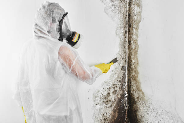 Reliable Dardenne Prairie, MO Mold Remediation Solutions