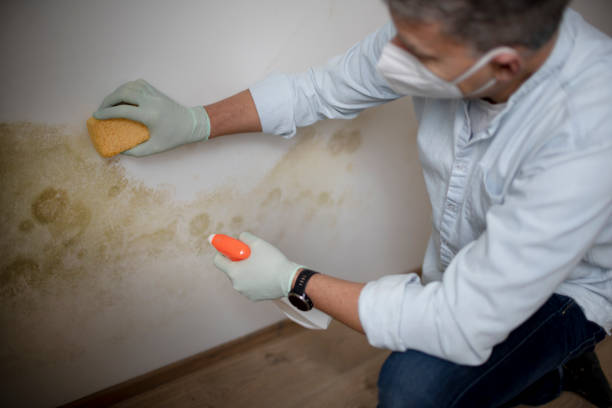 Trusted Dardenne Prairie, MO Mold Remediation Experts