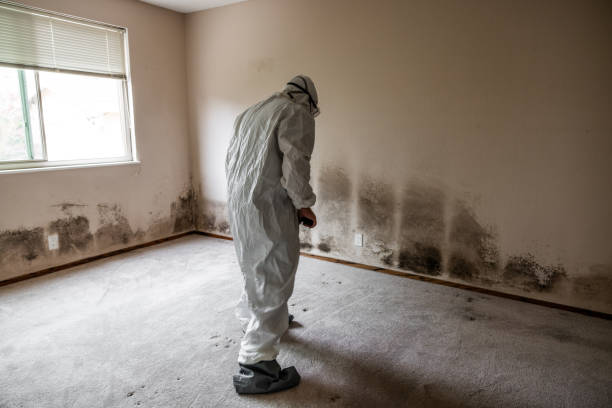 Best Commercial Mold Remediation in Dardenne Prairie, MO