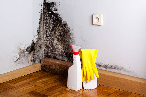 Best HVAC Mold Remediation in Dardenne Prairie, MO