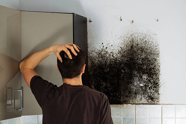 Best Residential Mold Remediation in Dardenne Prairie, MO