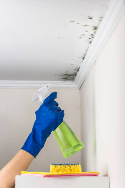 Best DIY Mold Remediation Support Services in Dardenne Prairie, MO