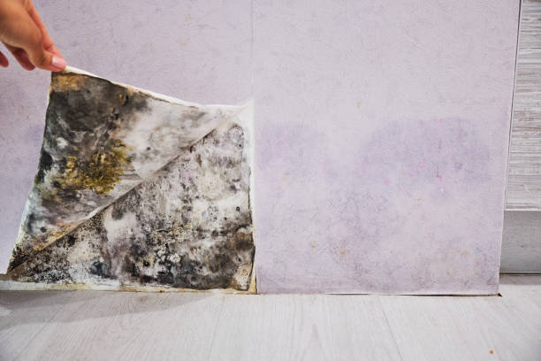 Best Mold Remediation for Specific Building Types in Dardenne Prairie, MO